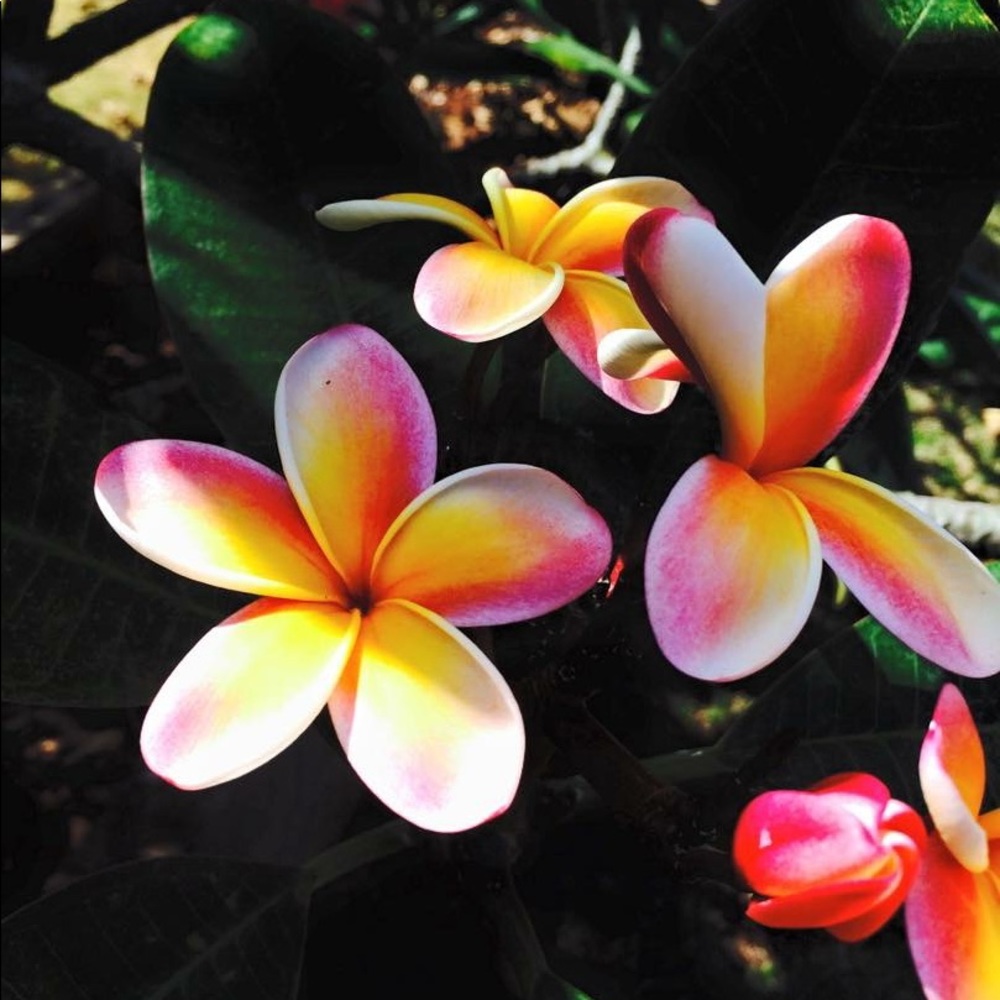 Meet your Posher, Michele